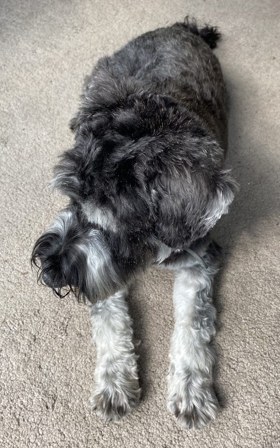 Archie the Miniature Schnauzer